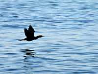 bird silhouette over water 8944
